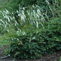 Клопогон простой (Cimicifuga simplex, или Actaea simplex) Клопогон простой (Cimicifuga simplex, или Actaea simplex)