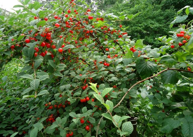 Вишня войлочная (Prunus tomentosa, Cerasus tomentosa). Плодоношение в Хабаровском крае