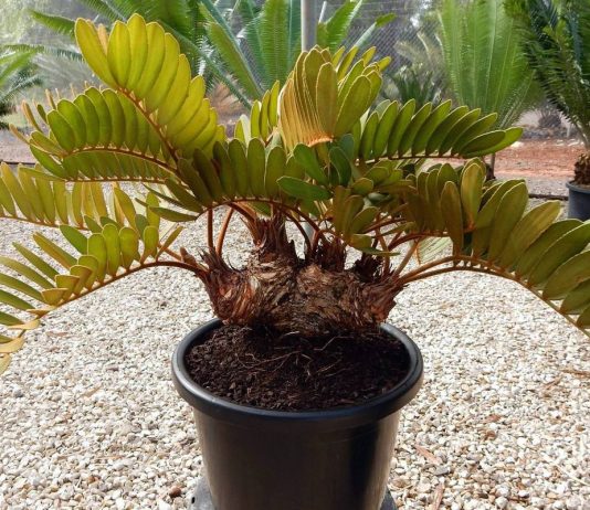 Замия — пальмовидная тропиканка с роскошными листьями - Комнатные растения Замия — пальмовидная тропиканка с роскошными листьями