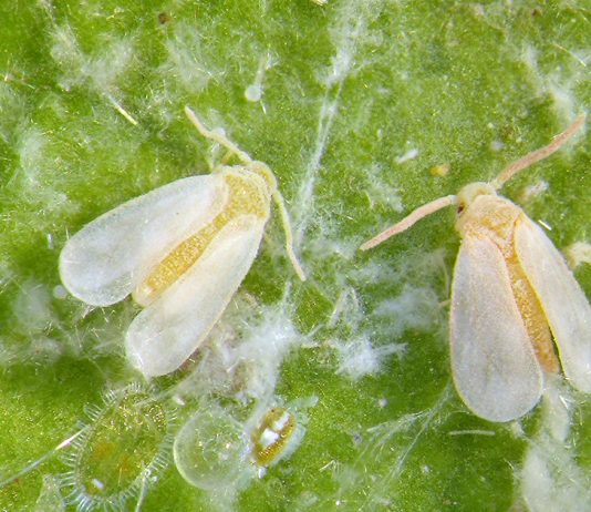 Белокрылка — нежный убийца комнатных цветов - Вредители и болезни Белокрылка — нежный убийца комнатных цветов