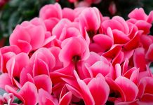 Цикламен — уход в домашних условиях