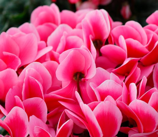 Цикламен — уход в домашних условиях