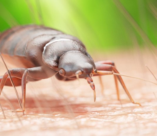 Если не хочется делить диван с клопами