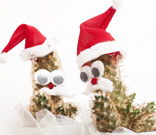 Как украсить дом к Новому году живыми растениями - Красивоцветущие Как украсить дом к Новому году живыми растениями