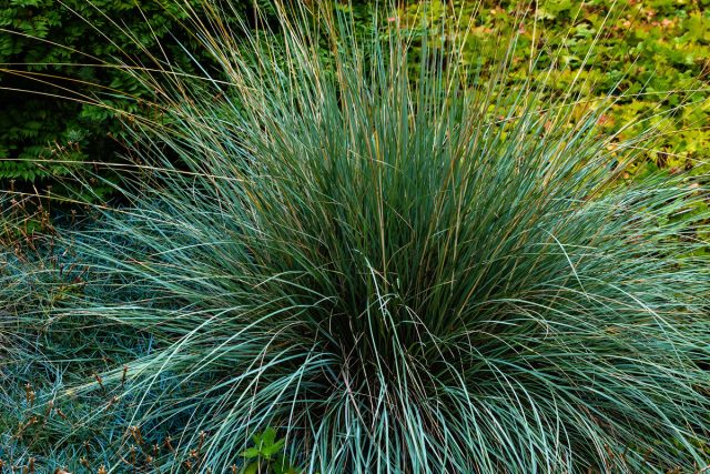 Овсяница сизая (Festuca glauca)