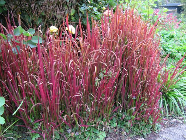 Императа цилиндрическая (Imperata cylindrica), сорт «Рэд барон» (Red Baron)