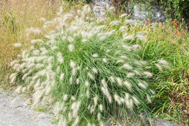 Перистощетинник мохнатый (Pennisetum villosum)