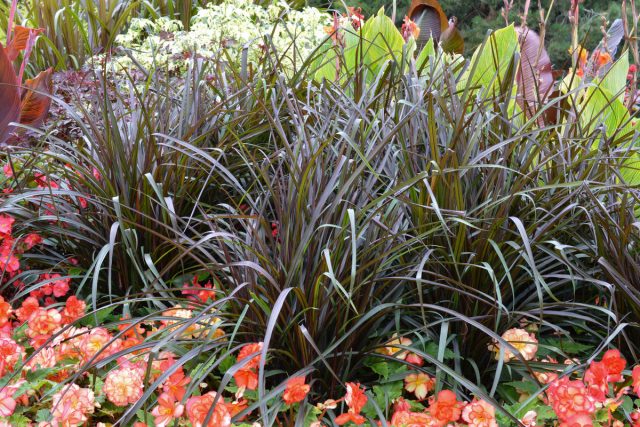 Африканское просо, или Перистощетинник американский (Pennisetum glaucum)