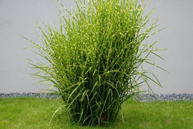 Мискантус китайский «Зебринус» (Miscanthus sinensis 'Zebrinus')