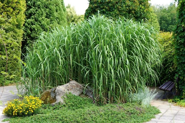 Мискантус гигантский (Miscanthus giganteus)