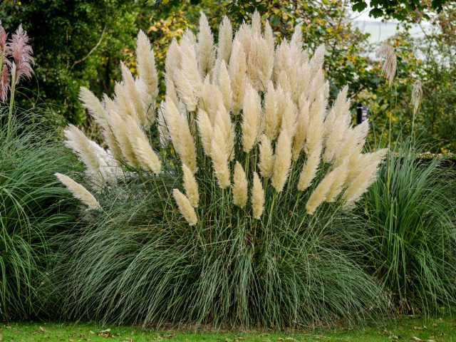 Кортадерия, или Пампасная трава (Cortaderia)