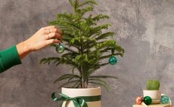 Араукария — комнатная новогодняя ёлка