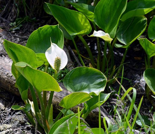 Белокрыльник болотный — настоящая калла в саду - Цветник и ландшафт Белокрыльник болотный — настоящая калла в саду