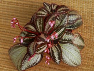 Бертолония мраморная (Bertolonia marmorata)
