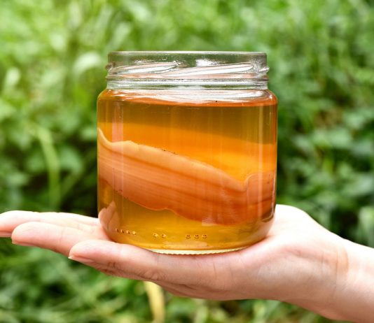 Чайный гриб — как создать и использовать в саду и дома? - Цветник и ландшафт Чайный гриб — как создать и использовать в саду и дома?