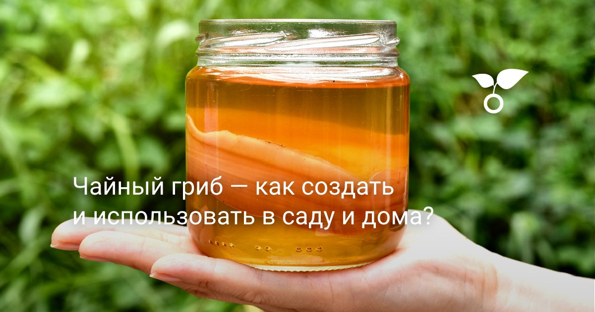 Чайный гриб — как создать и использовать в саду и дома? — Ботаничка
