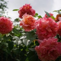 Сорт «Августа Луиза» (Augusta Luise) Сорт «Августа Луиза» (Augusta Luise)