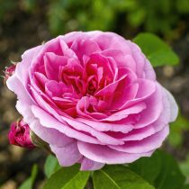 Роза «Гертруда Джекил» (Gertrude Jekyll) Роза «Гертруда Джекил» (Gertrude Jekyll)