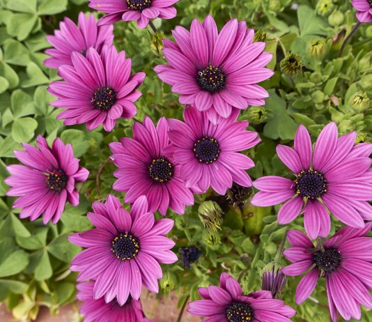 Диморфотека — как выращивать африканскую ромашку в саду?