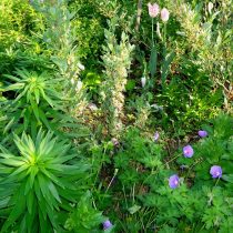 Гималайская герань (Geranium himalayense) прижилась в сухом тенистом местечке