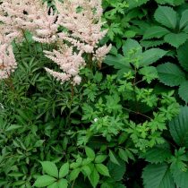 Листики сибирской герани (Geranium sibiricum) смягчают грубоватую листву девичьего винограда