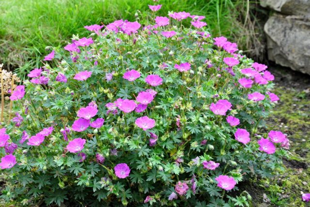 Герань кроваво-красная (Geranium sanguineum)
