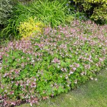Герань крупнокорневищная, или балканская (Geranium macrorrhizum) вся ароматная — и цветки, и листья, и стебли
