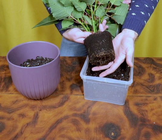 Как пересадить пуансеттию и ухаживать за ней?