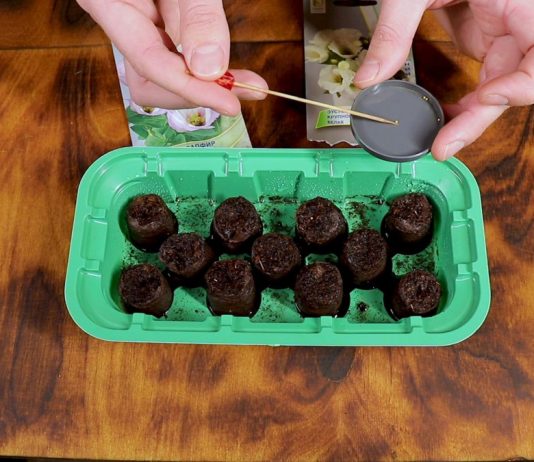 Как правильно посеять эустому крупноцветковую? - Комнатные растения