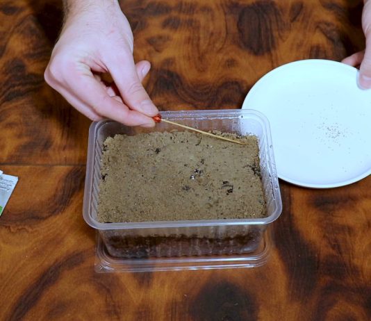 Расположите семена земляники в почве