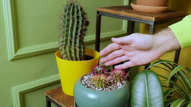 Как правильно выращивать кактусы из семян? Как правильно выращивать кактусы из семян?