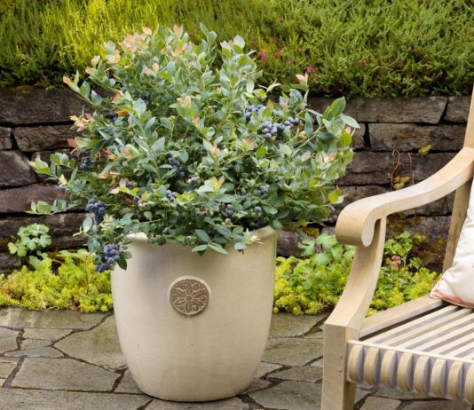 Какие ягодные кустарники можно выращивать в контейнерах на террасе? - Цветник и ландшафт Какие ягодные кустарники можно выращивать в контейнерах на террасе?