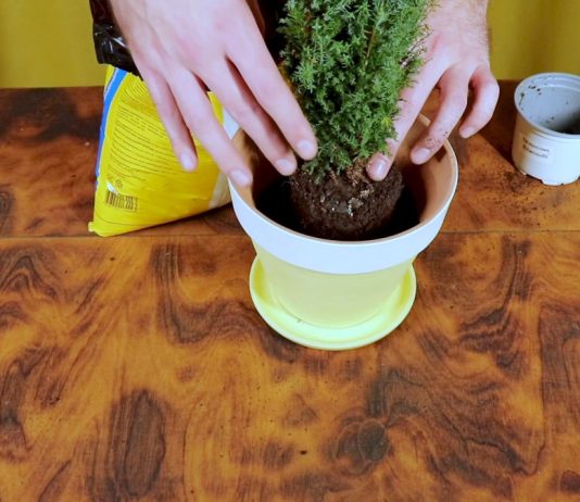 Кипарисовик вместо новогодней ёлки? Почему бы и нет - Редкие и необычные Установите растение по центру горшка