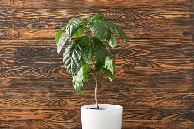 Кофе аравийский (Coffea arabica) Кофе аравийский (Coffea arabica)