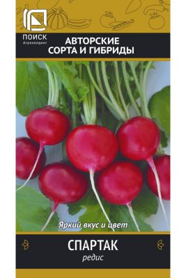 Сорт редиса «Спартак»