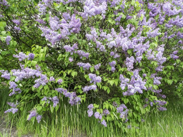 Сирень обыкновенная (Syringa vulgaris) Сирень обыкновенная (Syringa vulgaris)