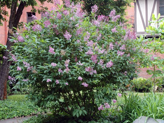 Сирень венгерская (Syringa josikaea) Сирень венгерская (Syringa josikaea)