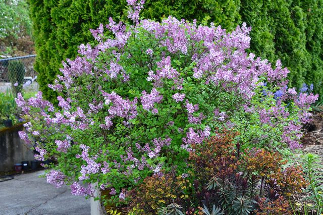 Сирень Мейера (Syringa meyeri) Сирень Мейера (Syringa meyeri)