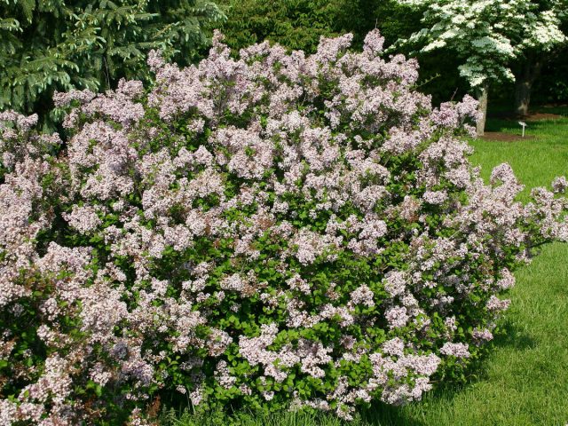 Сирень мелколистная (Syringa microphylla) Сирень мелколистная (Syringa microphylla)