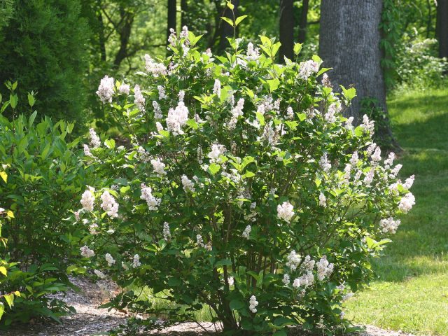 Сирень мохнатая, или волосистая (Syringa villosa) Сирень мохнатая, или волосистая (Syringa villosa)