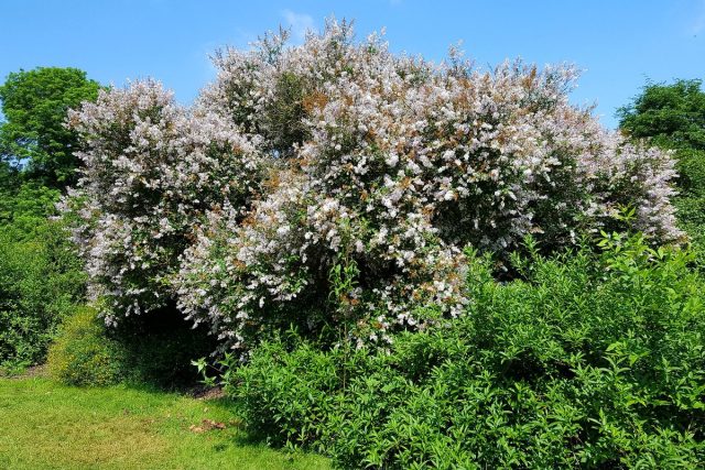 Сирень Звегинцова (Syringa sweginzowii) Сирень Звегинцова (Syringa sweginzowii)