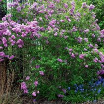 Сирень персидская (Syringa persica) Сирень персидская (Syringa persica)