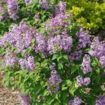 Сирень гиацинтоцветная (Syringa hyacinthiflora) Сирень гиацинтоцветная (Syringa hyacinthiflora)