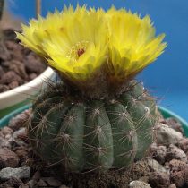 Нотокактус, или Пародия Отта (Parodia ottonis, или Notocactus ottonis)