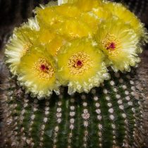 Нотокактус, или Пародия плитчатая (Parodia tabularis, или Notocactus tabularis)