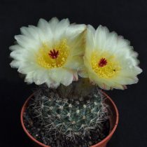 Нотокактус, или Пародия стройная (Parodia concinna, или Notocactus concinnus)