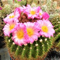 Нотокактус, или Пародия Хертера (Parodia herteri, или Notocactus herteri)
