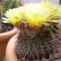 Нотокактус, или Пародия сосочковая (Parodia mammulosa, или Notocactus mammulosus)