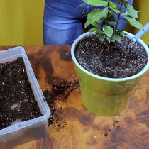 Засыпьте растение грунтом и полейте Засыпьте растение грунтом и полейте