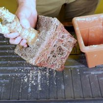 Срежьте все пожелтевшие листья и достаньте растение из горшка